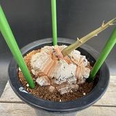 ǥåեꥫε*10.5ʡʸ¤