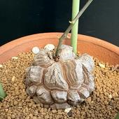 òǥåեꥫε*6.5ʡʸ¤