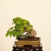 �ߺϡ�������*������ ����ʪ �����ǡ������ǡ�Kaede bonsai   Acer �����ߺ�