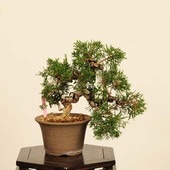 �ߺϡ������� ����* ����Ѥ�������ѥ� Sabina chinesis��Shinpaku bonsai �����ߺ�