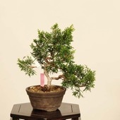 �ߺϡ������� ����* ����Ѥ�������ѥ� Sabina chinesis��Shinpaku bonsai �����ߺ�