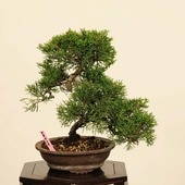�ߺϡ������� ����* ����Ѥ�������ѥ� Sabina chinesis��Shinpaku bonsai �����ߺ�