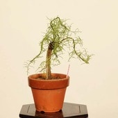 �ߺϡ������ʥ����奦��*����  ����ʪ  �����夦��Gyoryuu �����ߺ�