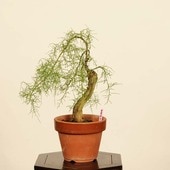 �ߺϡ������ʥ����奦��*����  ����ʪ  �����夦��Gyoryuu �����ߺ�