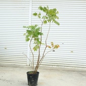 ���ڡ����ڡ����ʡ�ȧ���ڡʤϤ��˥ϥ����ϥ����� ���ʸ¤ꡡ�����*���⡧��120-130�����*�������