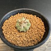 ܥƥ󡧥ƥ ơʤϤʤ˼*2ʡʸ¤