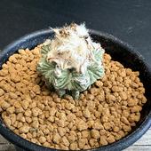 ܥƥ󡧥ƥ ơʤϤʤ˼*2.7ʡʸ¤