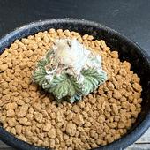 ܥƥ󡧥ƥ ơʤϤʤ˼*2.8ʡʸ¤