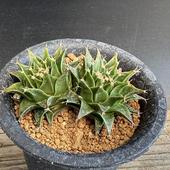  òܥƥ󡧥֥˥봧2*6.5cm־ʡʸ¤