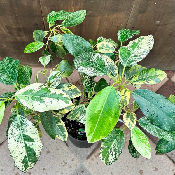 おしゃれ 観葉植物：斑入りフランスゴムの木*受皿付 バークチップ