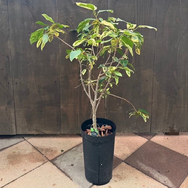 フランスゴム　白いセラアート鉢植え　フィカス ルビキノーサ　観葉植物 フランスゴム 白いセラアート鉢植え フィカス ルビキノーサ 観葉植物