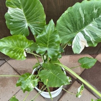 観葉植物：斑入りクワズイモ*鉢植え 受皿付 バークチップ | 観葉植物