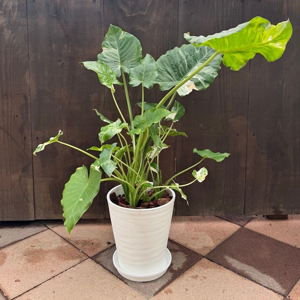 観葉植物：斑入りクワズイモ*鉢植え 受皿付 バークチップ | 観葉