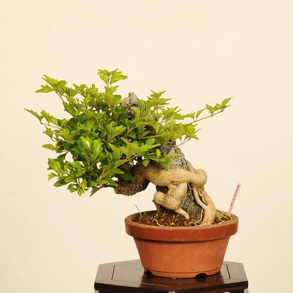 盆栽：におい楓*現品 一点物 かえで カエデ Kaede bonsai 小品盆栽