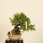 �ߺϡ��ԥ饫�����ա�����*����ʪ �Ԥ餫�󤵡�Pyracantha��Pirakansa bonsai �������ߺϡ�