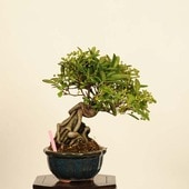 �ߺϡ��ԥ饫�����ա�����*����ʪ �Ԥ餫�󤵡�Pyracantha��Pirakansa bonsai �������ߺϡ�