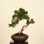 �ߺϡ����������� *����  ����ʪ ����Ѥ�������ѥ� Sabina chinesis��Shinpaku bonsai �����ߺ�