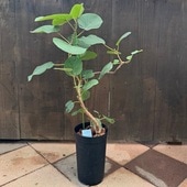 տʪե٥쥹*ե٥쥹*6 ץݥå