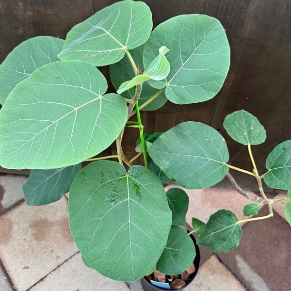 観葉植物：フィカス エベレスト*フィカス エベレスト*6号 プラポット