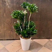 ���տ�ʪ���ɥ饻�� ����ѥ���*ȭ���� �����䥷���ꡡ��ͥå���