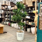 ������� ���տ�ʪ���ɥ饻�� ���� ���֥���ޥ��� ȭ���С�*���ʸ¤� 2Ȣ�Ǥ��Ϥ� �緿����������