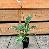 ���տ�ʪ�����ѥƥ��ե���� ����������*3��ץ�ݥå� ������ ���ѥåƥ�