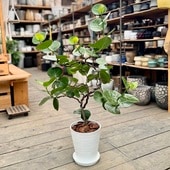 տʪ졼ס饢ȭ* Сå 緿ޥʤϤ