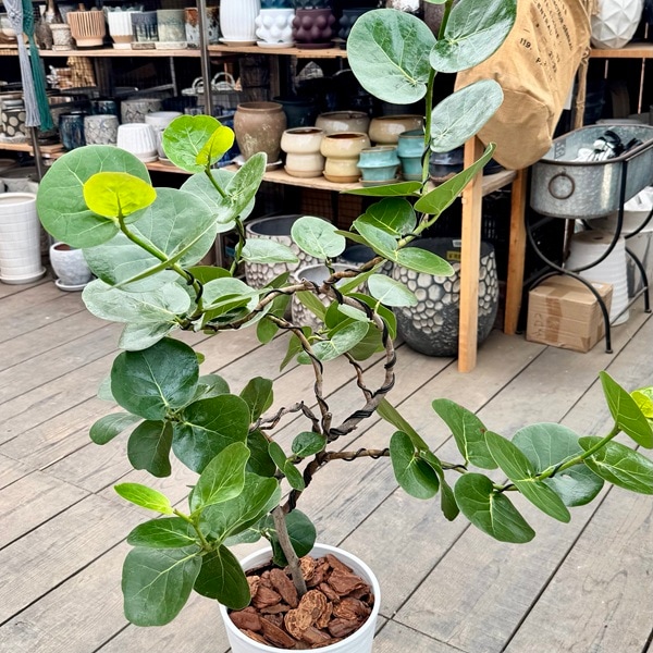 観葉植物：シーグレープ セラアート鉢植え*受皿付 バークチップ 大型