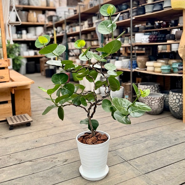 観葉植物：シーグレープ セラアート鉢植え*受皿付 バークチップ 大型