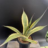 ¿ʪ١ߥʡХե󥬡*50ʡʸ¤