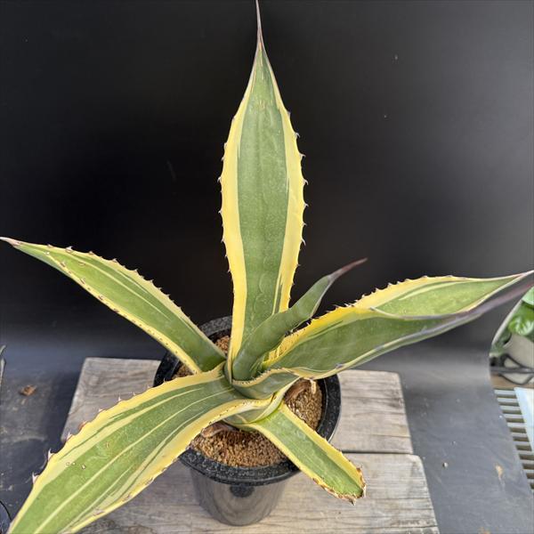 多肉植物：アガベ サルミアナ バターフィンガーズ*幅50cm 現品！一品