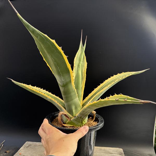 多肉植物：アガベ サルミアナ バターフィンガーズ*幅50cm 現品！一品