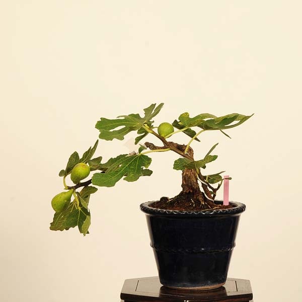 市場】盆栽：無花果(いちじく)* 現品 一点物 イチジク Ichijiku bonsai
