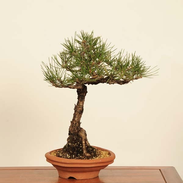 盆栽 ：三河黒松* 現品 一点物 くろまつ クロマツ Kuromatsu bonsai 中