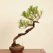 中品・大品盆栽 | 遊恵盆栽 本店