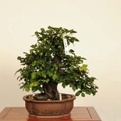 �ߺ� ������Ϸ��� ����*����ʪ �������  ���������Diospyros rhombifolia��rouyagaki bonsai �����ߺ�