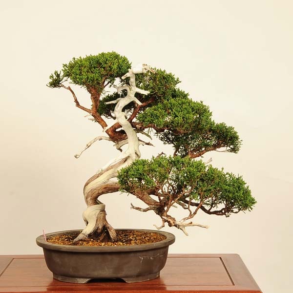 盆栽 特選：真柏 現品*一点物 しんぱく シンパク Sabina chinesis