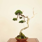 中品・大品盆栽,松柏 | 遊恵盆栽 本店