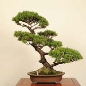 中品・大品盆栽 | 遊恵盆栽 本店