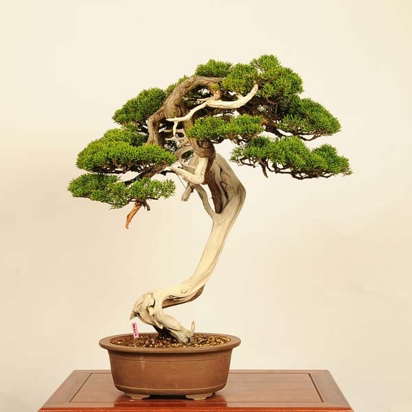 盆栽 太い根 1本の幹から多数　大品真柏 盆栽 特選：糸魚川真柏*一点物 現品 しんぱく シンパク Shinpaku