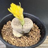 ¿����ʪ����ȡ��ץ� �ʶ�*��3���