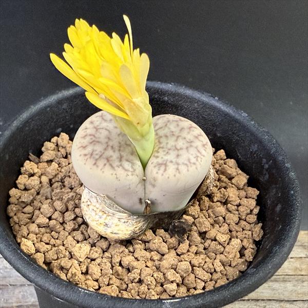 多肉植物：リトープス 曲玉*幅3cm | サボテン＆多肉植物,多肉植物