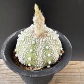 ܥƥ󡧥ȥեĥ  *7cmʡʸ¤