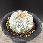 ܥƥ󡧥ȥեĥ  *6cmʡʸ¤