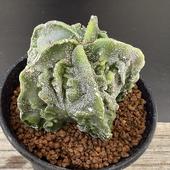 ܥƥ󡧥ȥեĥࡡʣδ˱̡*7ʡʸ¤