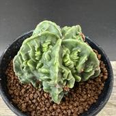 ܥƥ󡧥ȥեĥࡡʣδ˱̡*6.5ʡʸ¤