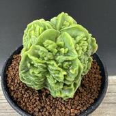 ܥƥ󡧥ȥեĥࡡʣδ˱̡*6ʡʸ¤