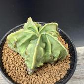 ܥƥ󡧥ȥեĥࡡʣδ˱̡*6ʡʸ¤