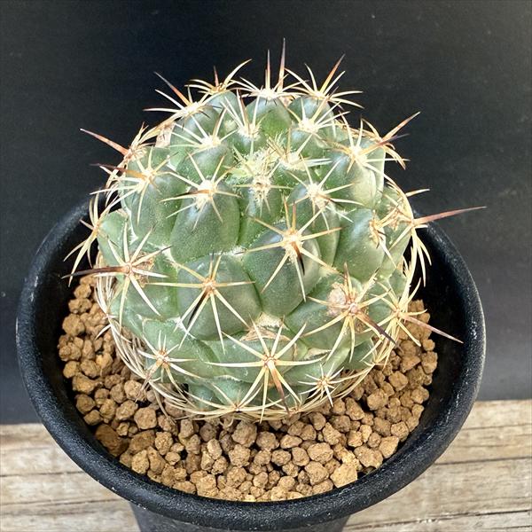 ���ܥƥ󡧥���ե��󥿡���Ŀ�*��4.5cm