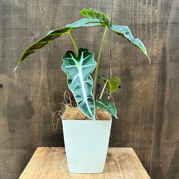 ���տ�ʪ�����������������ޥ��˥�*�ץ�ݥå� �����䥷���� Alocasia amazonica